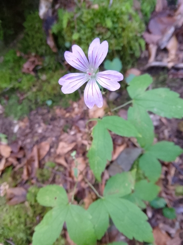 Knotted Crane's-bill