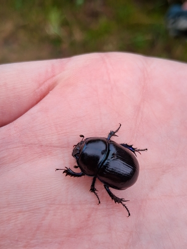 Woodland Dor Beetle