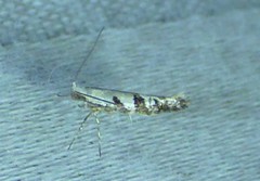 Argyresthia austerella