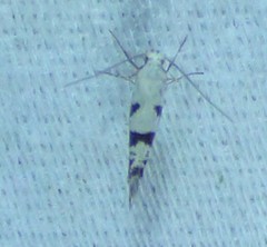 Argyresthia austerella