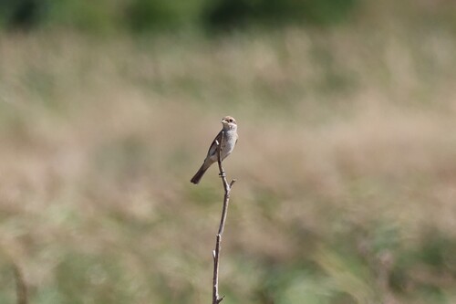 Red-backed Shrike