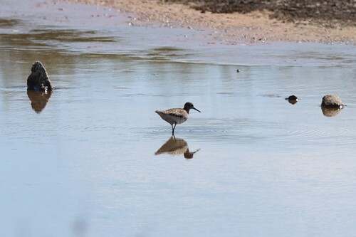 Wood Sandpiper