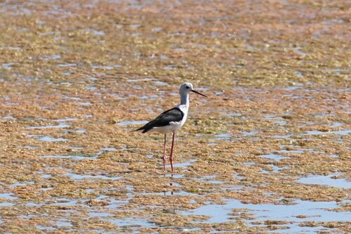 Black-winged Stilt