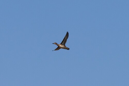 Garganey