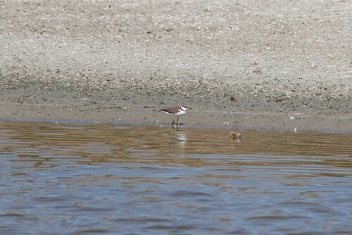 Kentish Plover