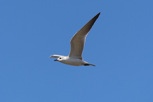 Gull-billed Tern