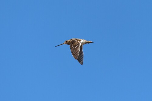 Common Snipe