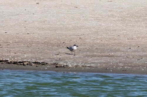 Gull-billed Tern