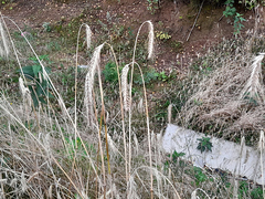 Secale cereale