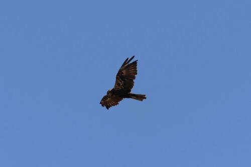Western Marsh Harrier