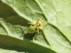 Calocoris alpestris