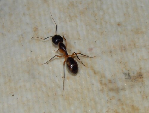 Spotted Sugar Ant