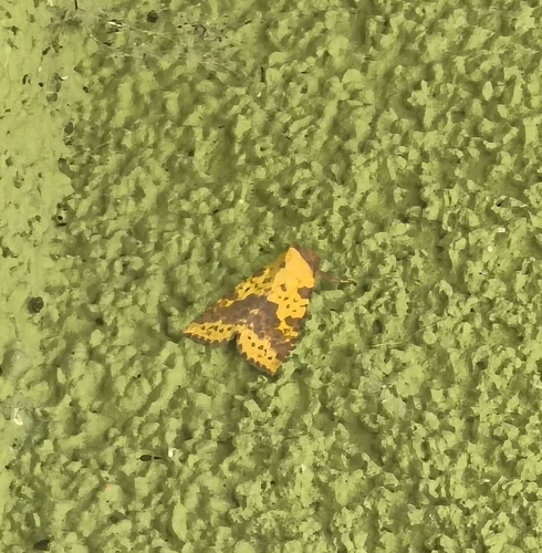 Pink-barred Sallow