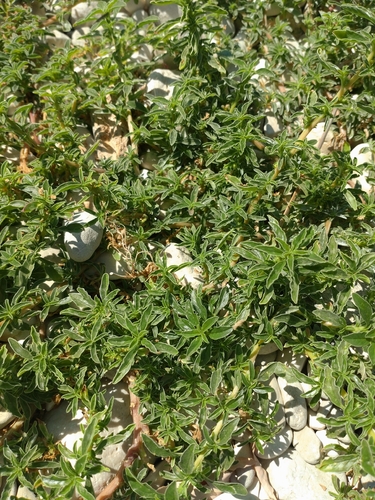Amaranthus graecizans