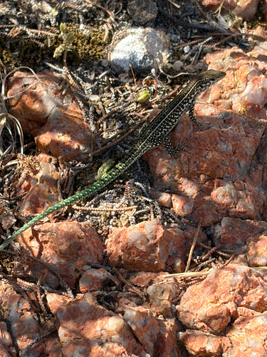 Tyrrhenian Wall Lizard