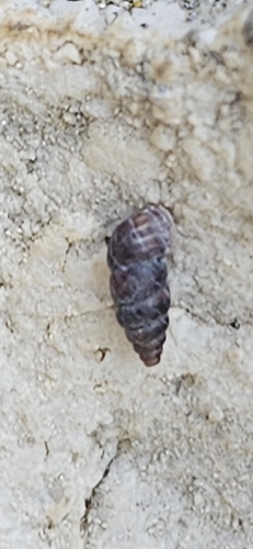 Western Grain Snail