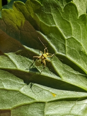 Calocoris alpestris