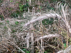 Secale cereale, photograph (c) Георгий Виноградов (Georgy Vinogradov), some rights reserved (CC BY)