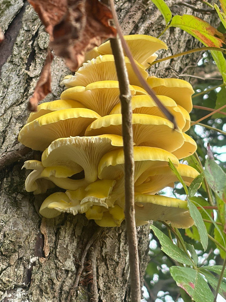 Golden Oyster Mushroom · September 2026 · photo: Photo: no rights reserved · iNaturalist
