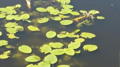 Nuphar lutea