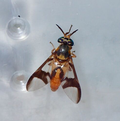 Chrysops dispar