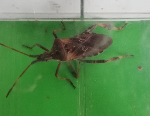 Western Conifer Seed Bug