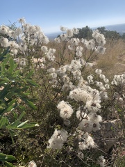 Clematis villosa