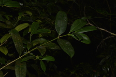 Baloghia inophylla