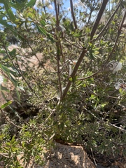 Clematis villosa