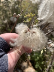 Clematis villosa