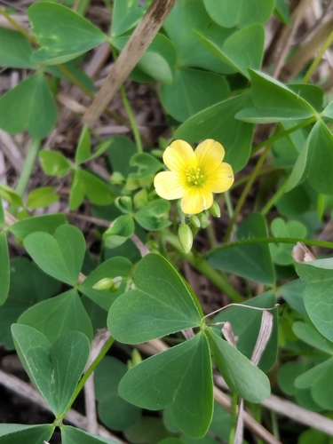 upright yellow woodsorrel
