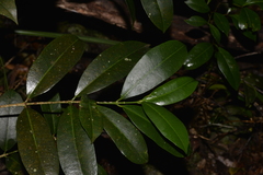 Baloghia inophylla