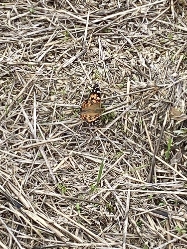 Painted Lady