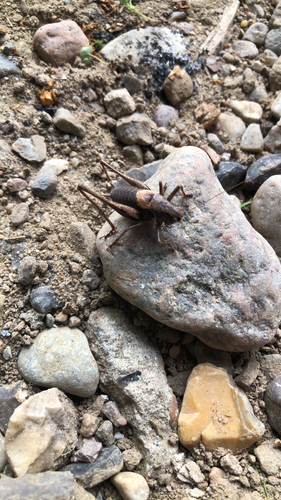 Dark Bush-cricket
