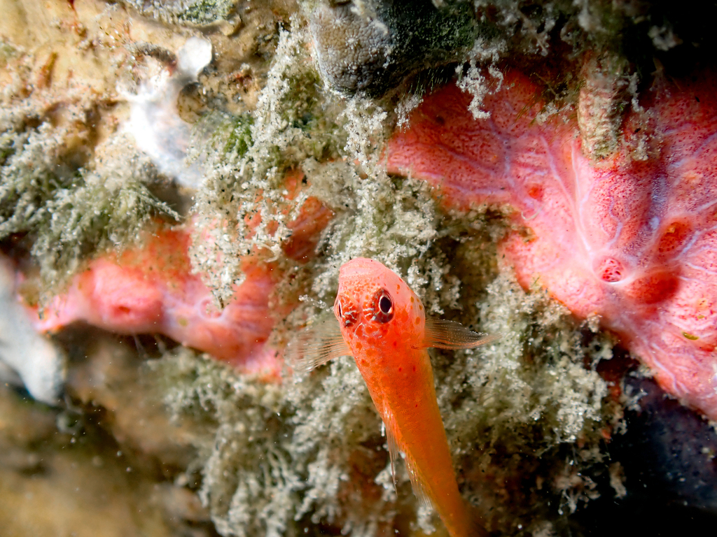 Redspot Dwarfgoby