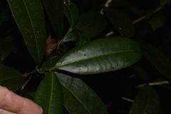 Baloghia inophylla