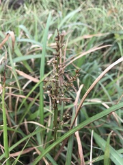 Scleria terrestris