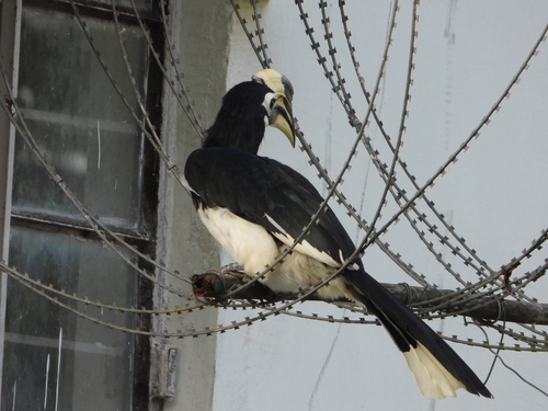 Oriental Pied Hornbill