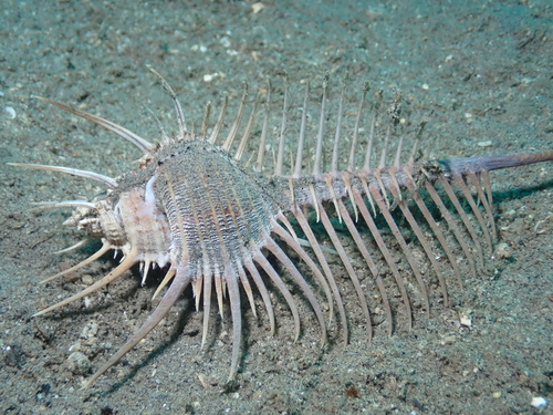 Murex pecten observed 2025-04-17