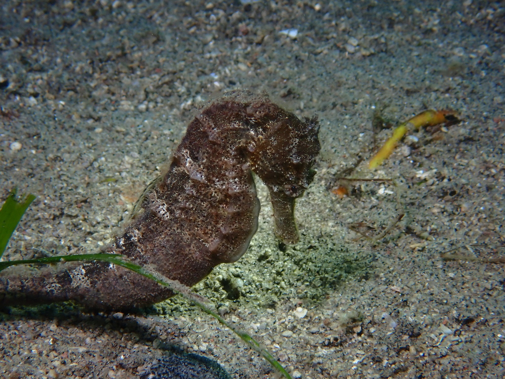 Brown estuary seahorse on sand among seagrass