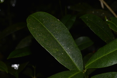 Baloghia inophylla