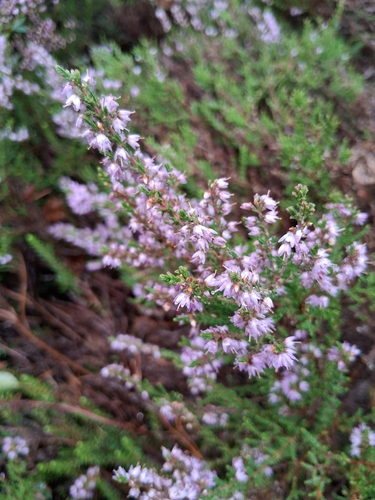 common heather