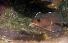 Lotella rhacina