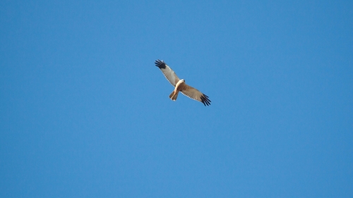 Western Marsh Harrier