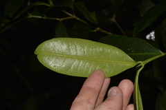 Baloghia inophylla