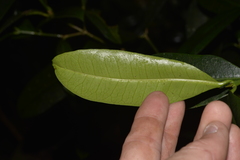 Baloghia inophylla