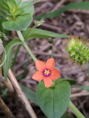 scarlet pimpernel