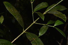 Baloghia inophylla