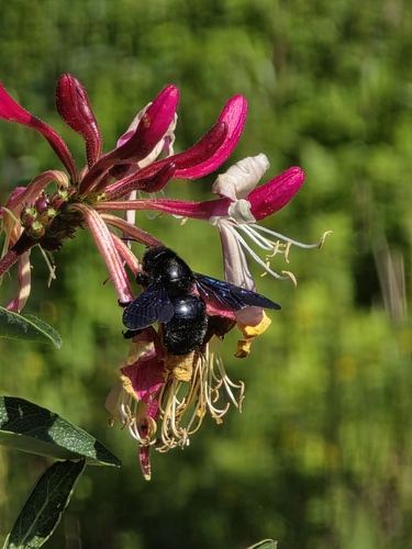 Xylocopa