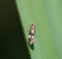 Incurvariidae